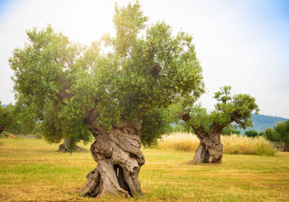 Uliveto secolare in Sicilia alla luce dorata